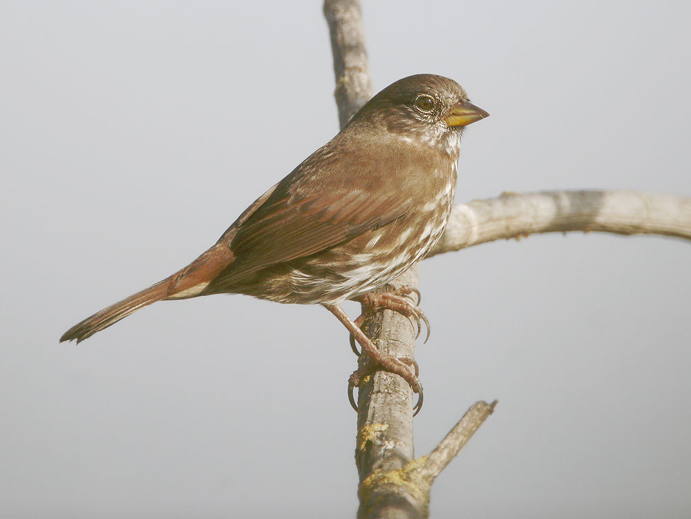 Fox Sparrow