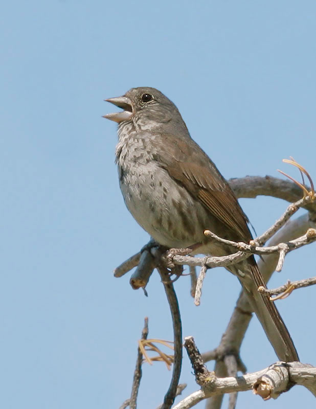 Fox Sparrow