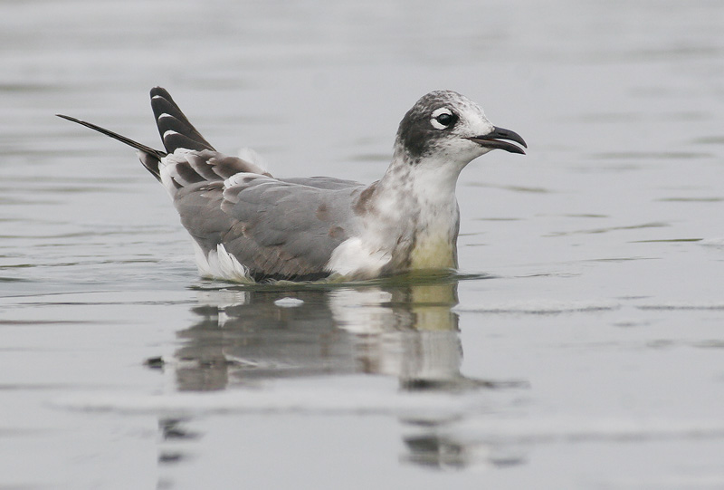 Franklin's Gull, first winter, 9/30/06, Sunnyvale WPCP