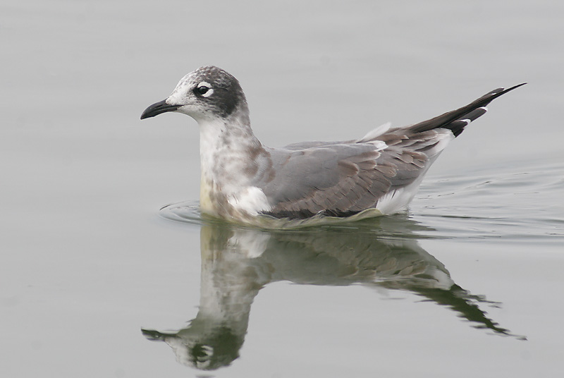 Franklin's Gull, first winter, 9/30/06, Sunnyvale WPCP