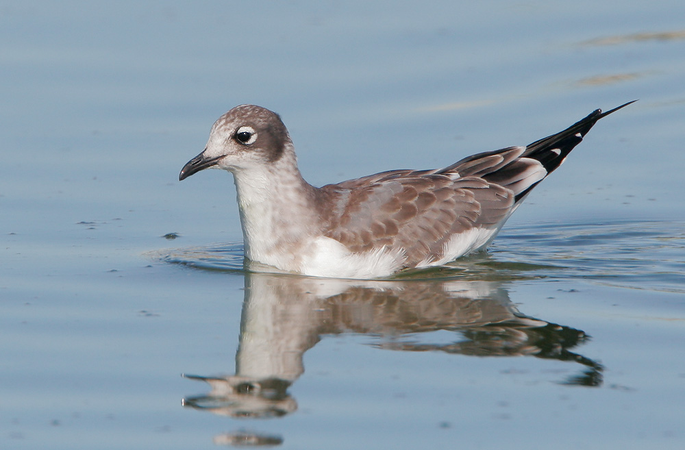 Franklin's Gull, juvenile, 7/29/07, Sunnyvale WPCP