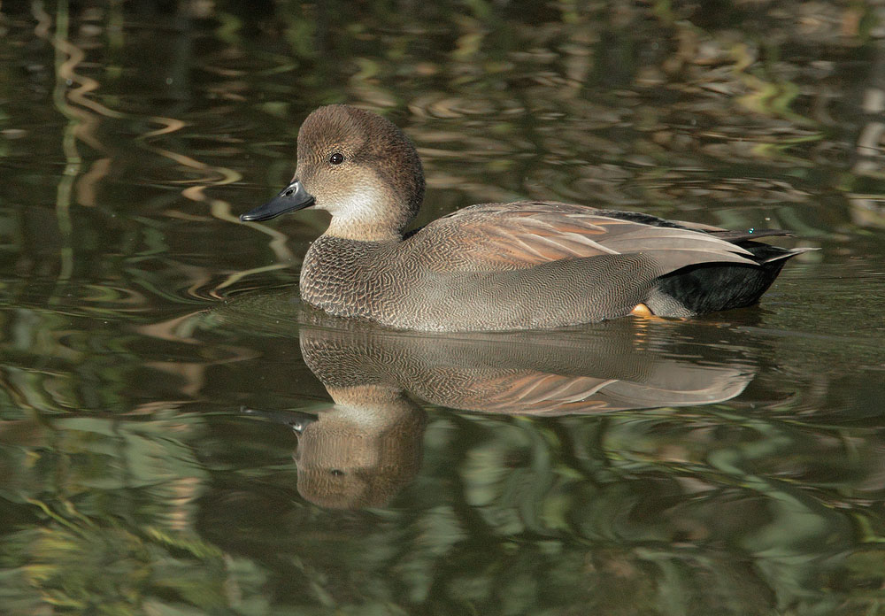 Gadwall