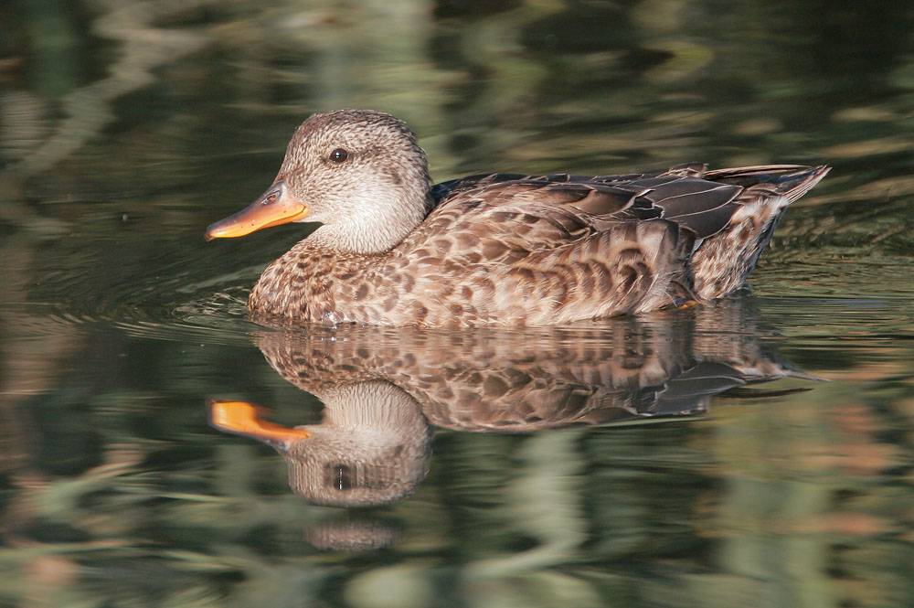 Gadwall