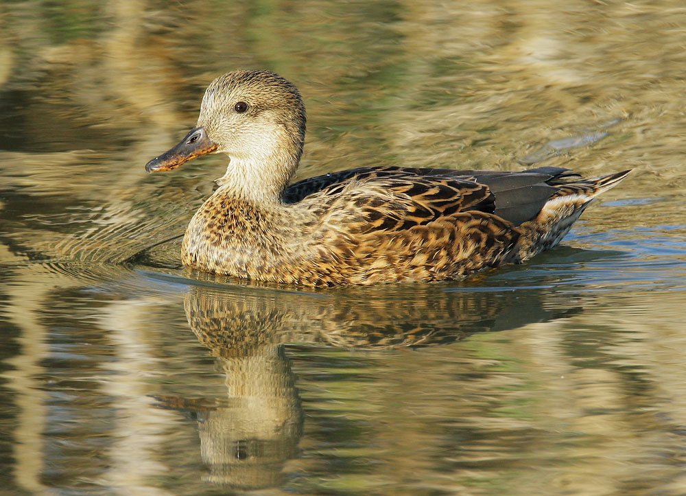 Gadwall