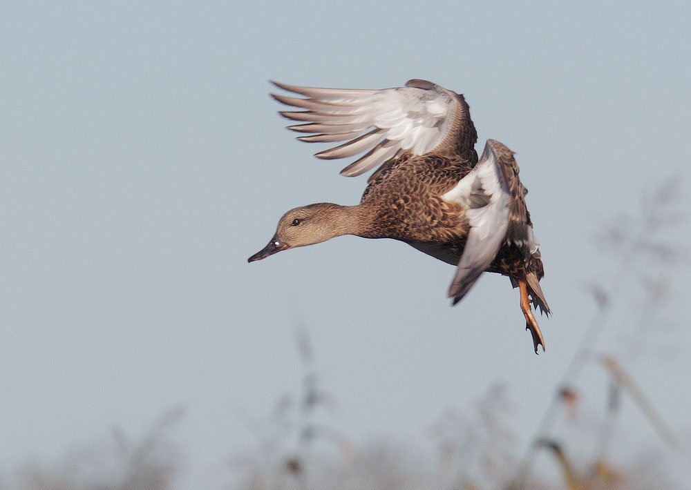 Gadwall