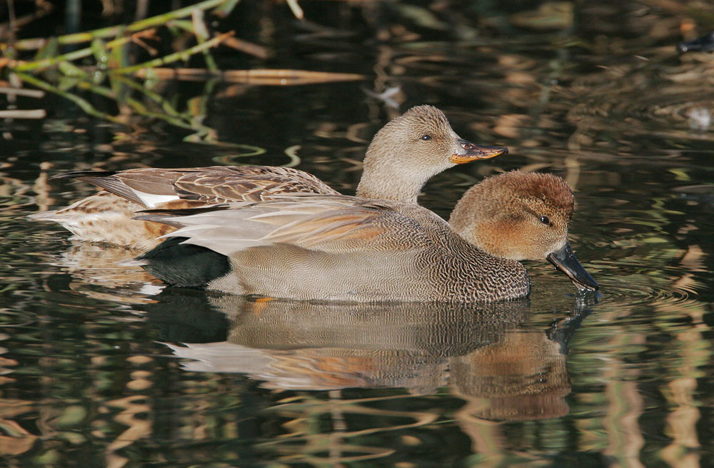 Gadwalls