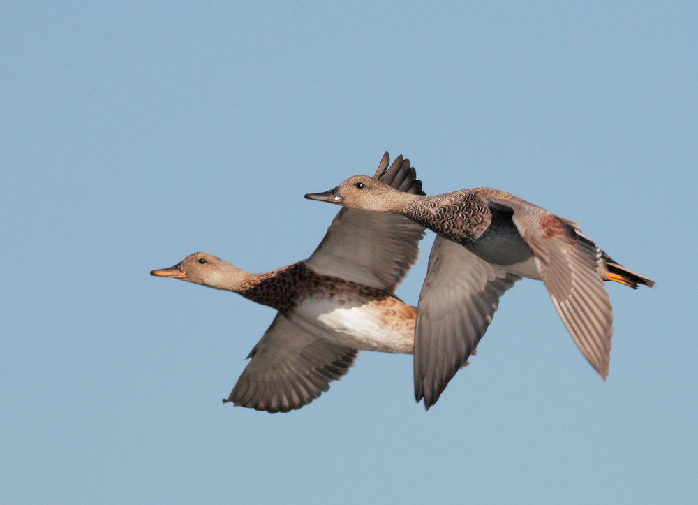 Gadwalls