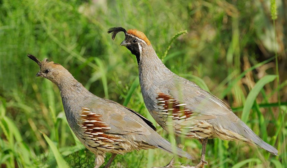 Gambel's Quail