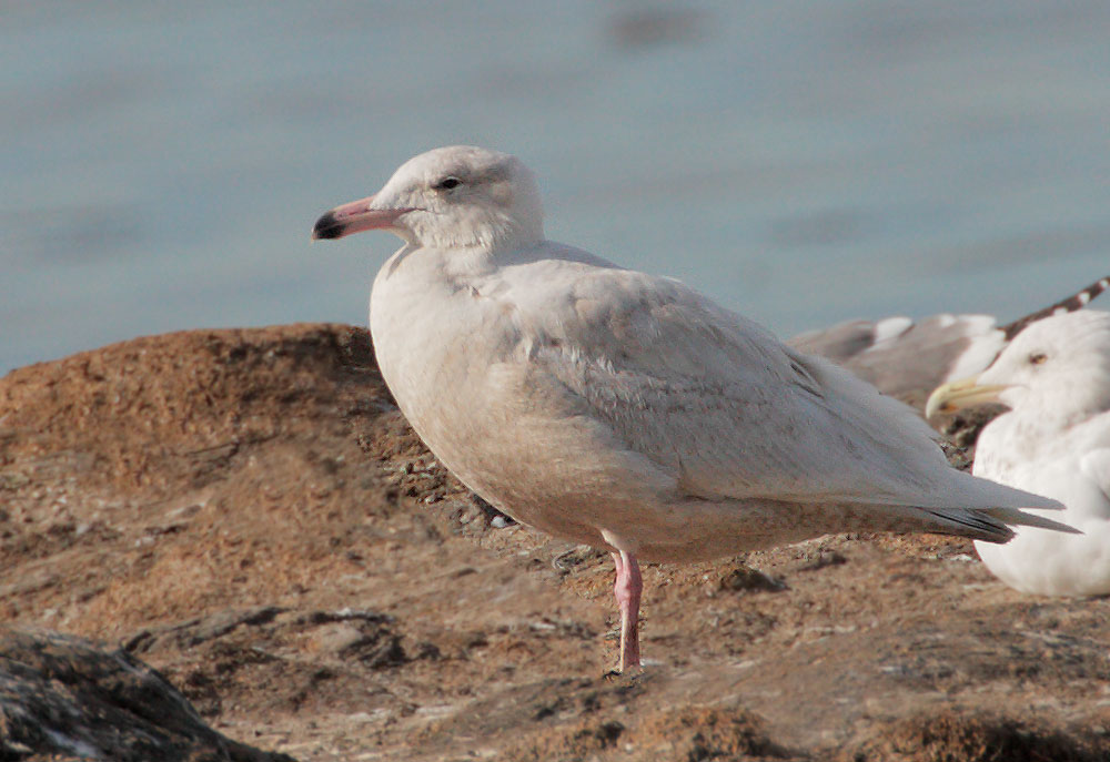 Glaucous Gull