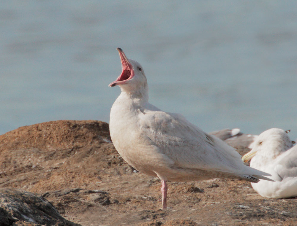 Glaucous Gull