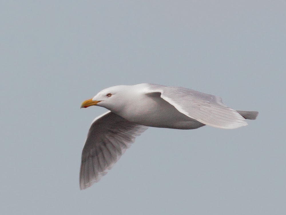 Glaucous Gull