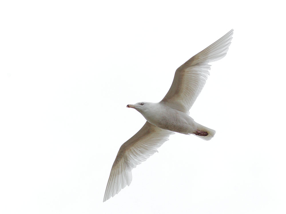 Glaucous Gull