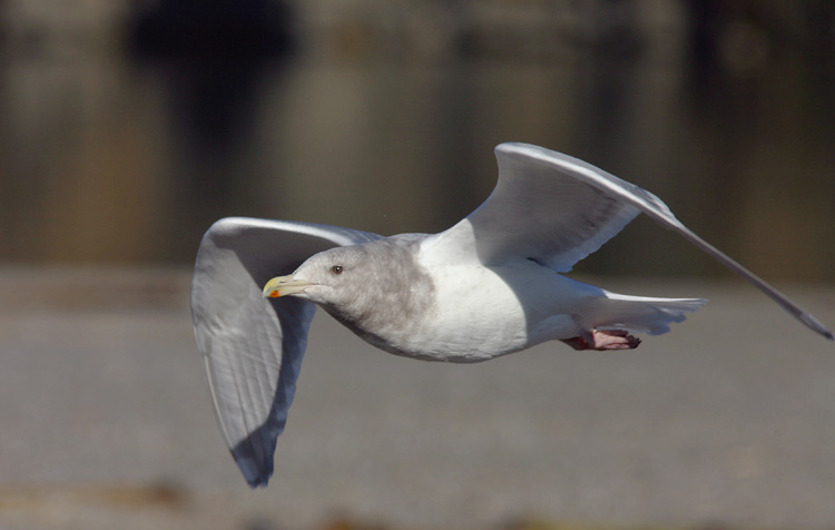 Glaucous-winged Gull, adult winter, 11/20/04, Gualala River Mouth, Sonoma Co