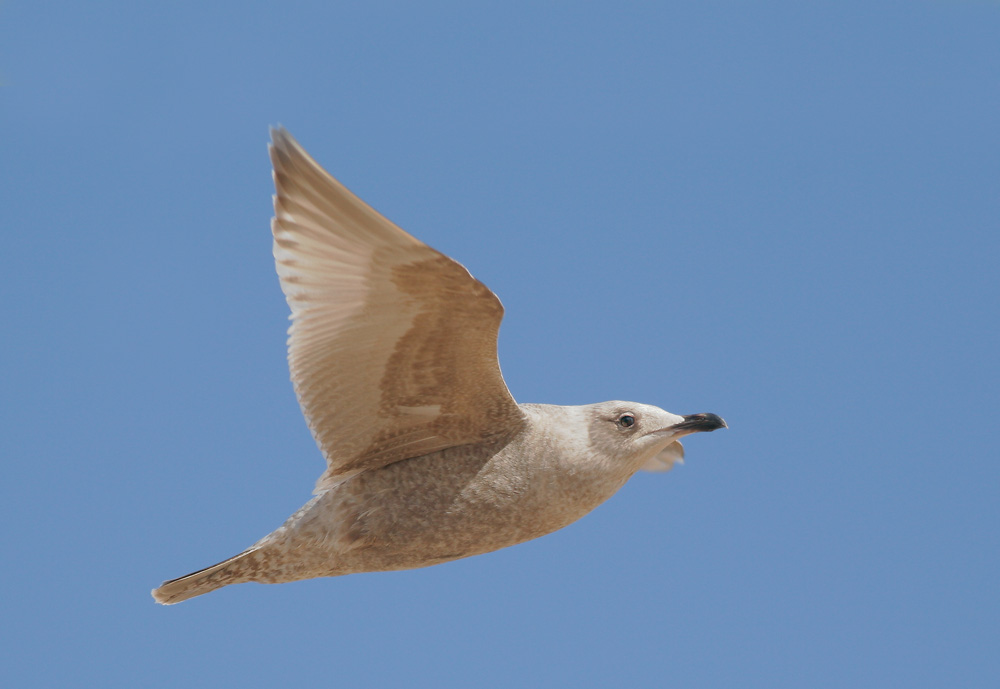 Glaucous-winged Gull, first winter, 2/27/07, Salinas State Beach, Monterey Co