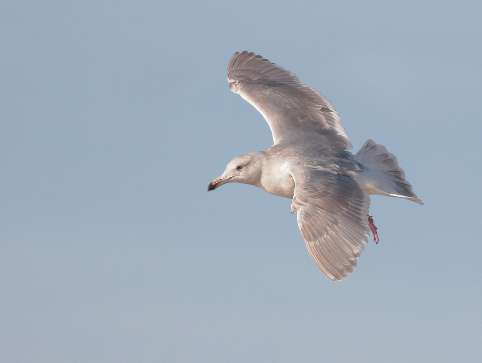 Glaucous-winged Gull, third winter, 3/11/07, Venice Beach, Half Moon Bay, San Mateo Co
