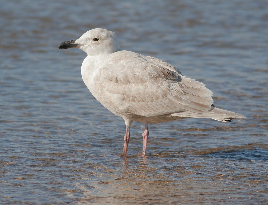 Glaucous-winged Gull, first winter, 3/11/07, Venice Beach, Half Moon Bay, San Mateo Co