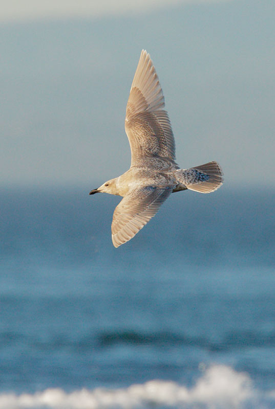 Glaucous-winged Gull, first winter, 1/13/09, Salinas State Beach, Monterey Co