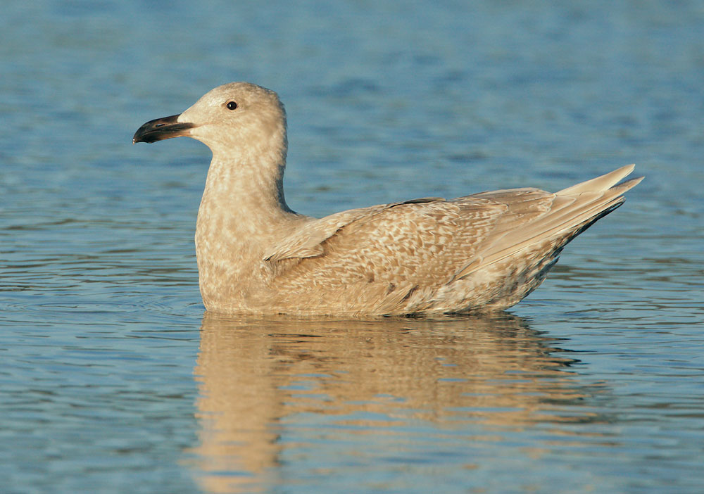 Glaucous-winged Gull, first witner, 2/2/09, Pillar Point, San Mateo Co