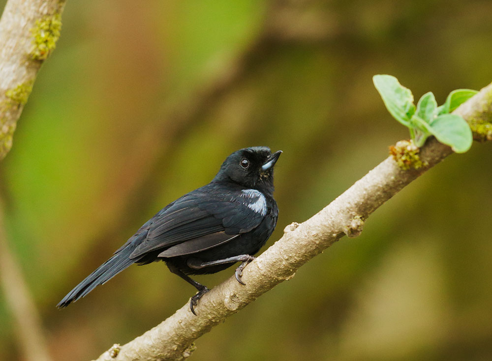 Glossy Flowerpiercer