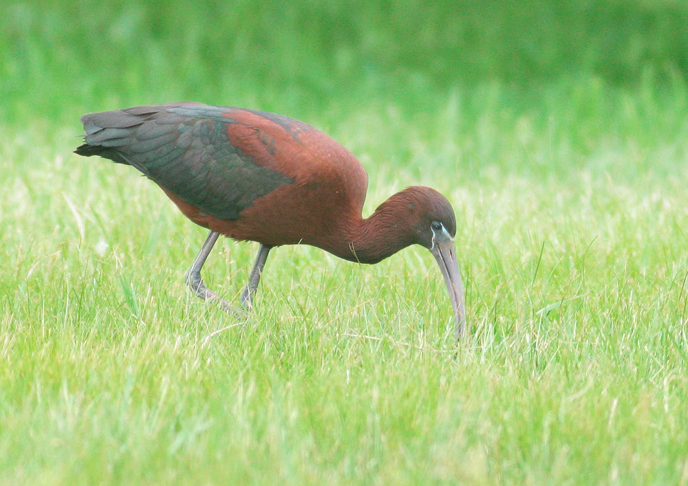 Glossy Ibis