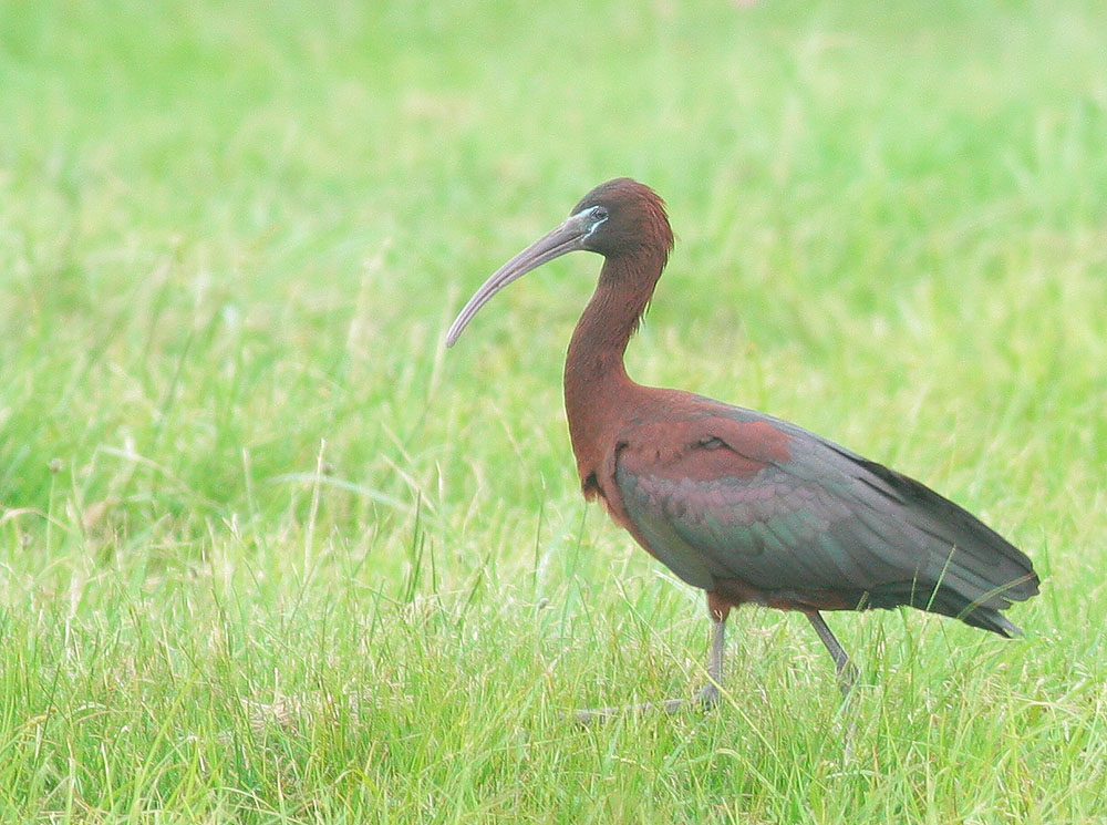 Glossy Ibis