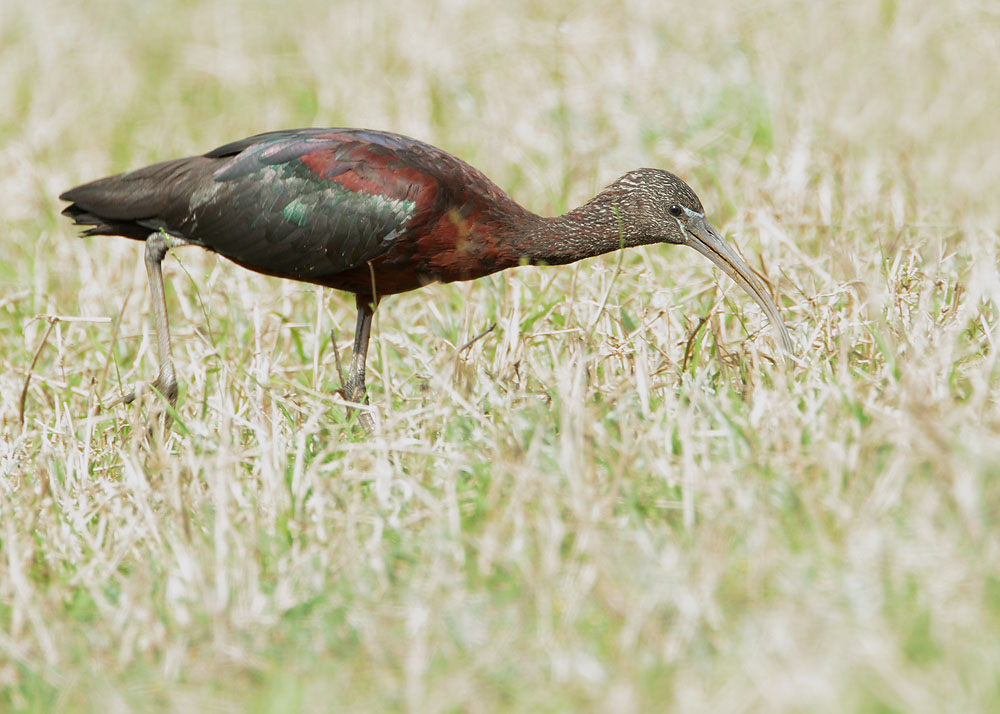 Glossy Ibis