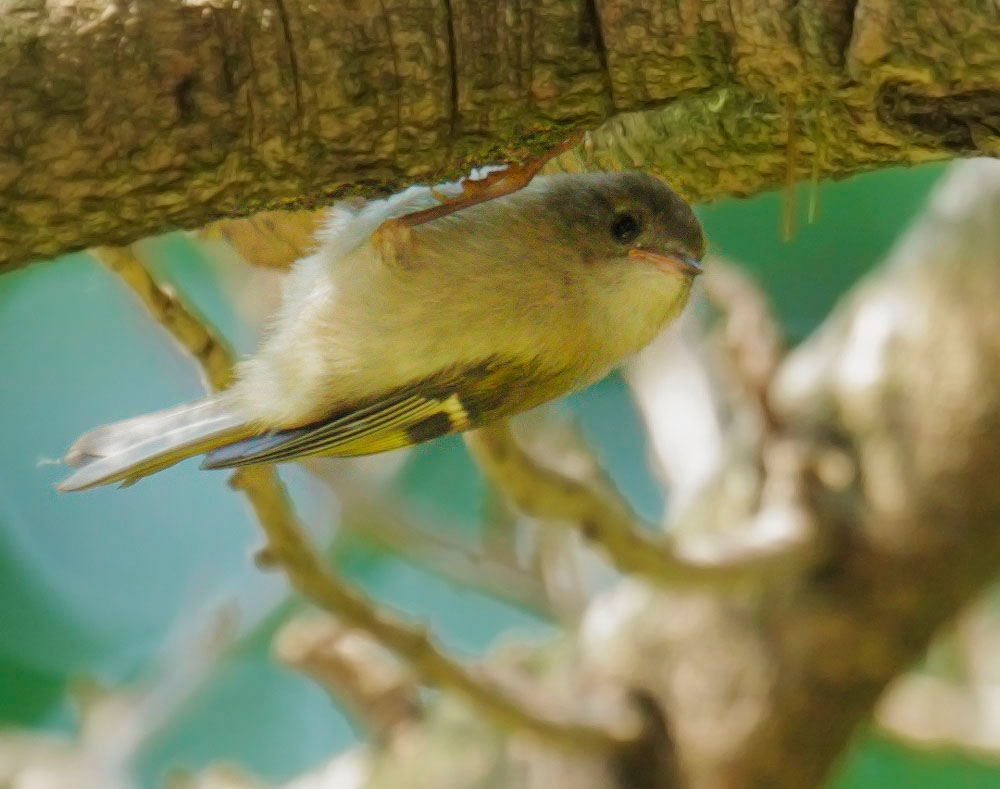 Goldcrest