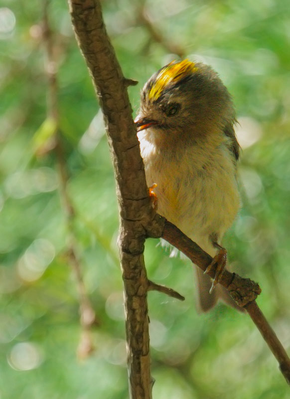 Goldcrest