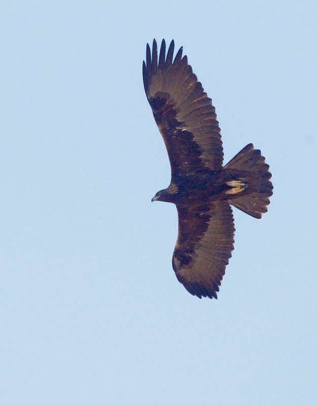 Golden Eagle