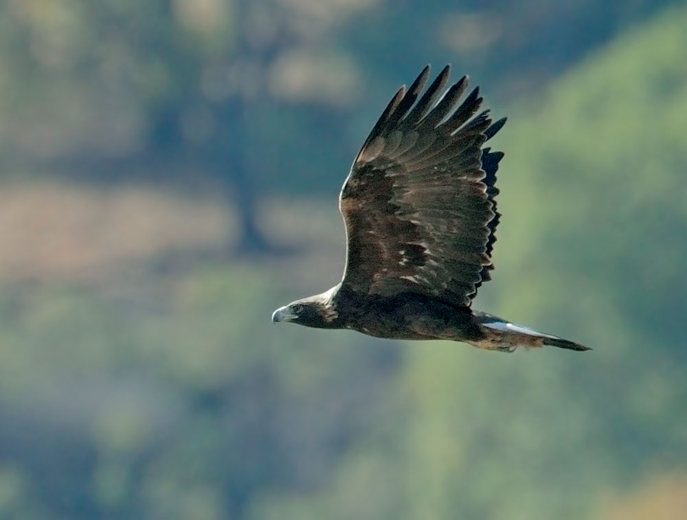 Golden Eagle