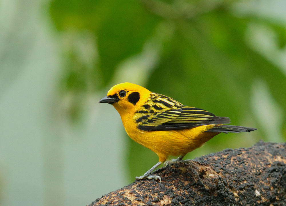 Golden Tanager