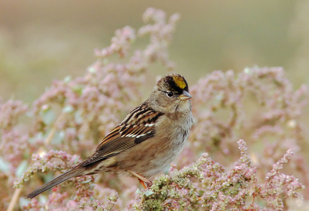 Golden-crowned Sparrow