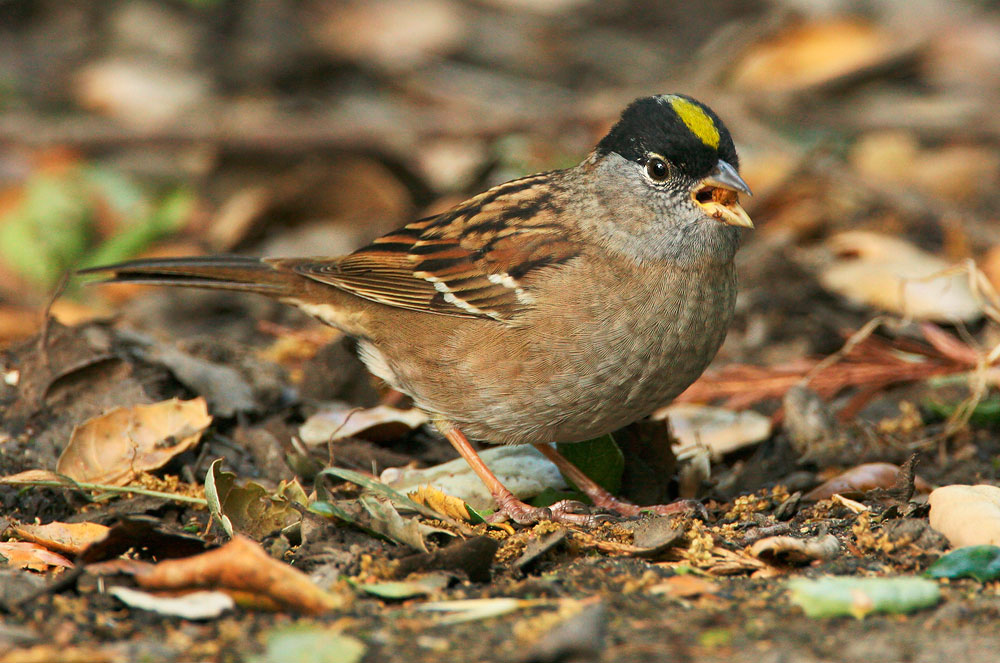 Golden-crowned Sparrow