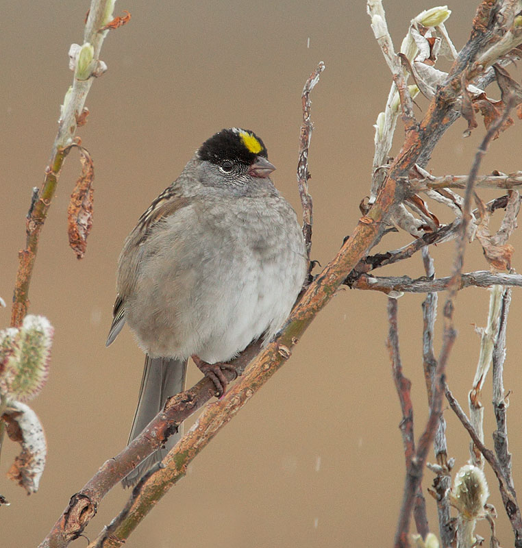 Golden-crowned Sparrow