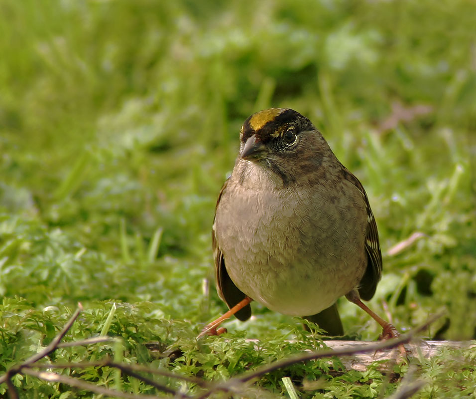 Golden-crowned Sparrow