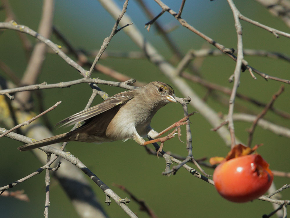 Golden-crowned Sparrow