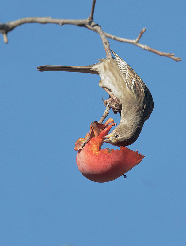 Golden-crowned Sparrow