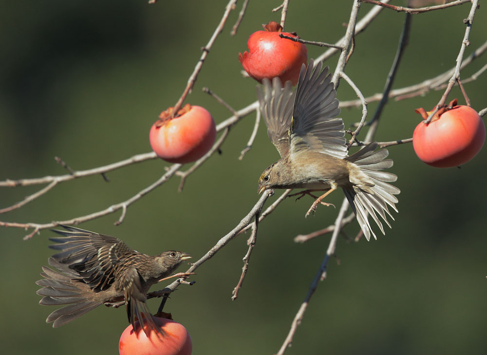 Golden-crowned Sparrows