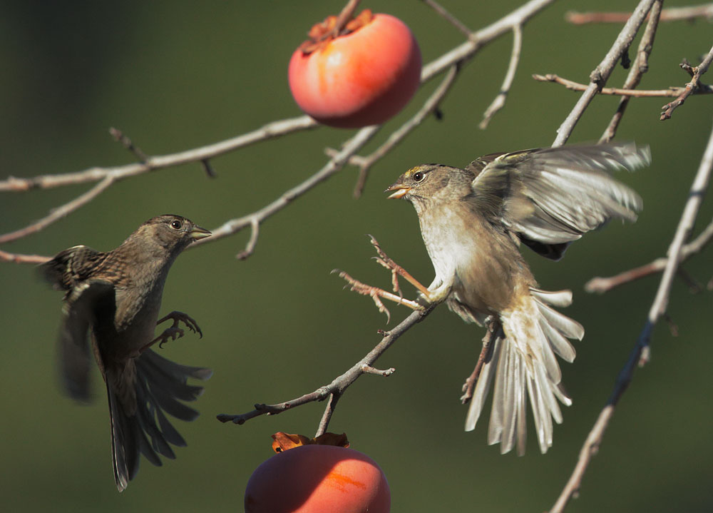 Golden-crowned Sparrows