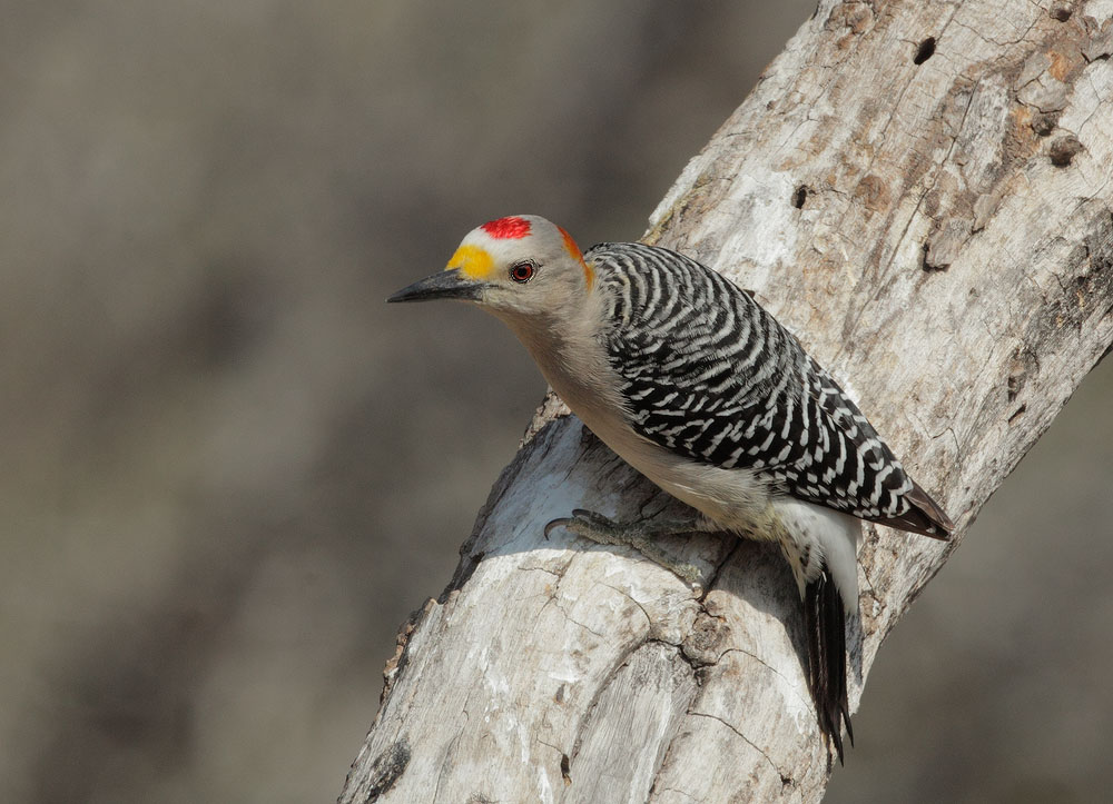 Golden-fronted Woodpecker