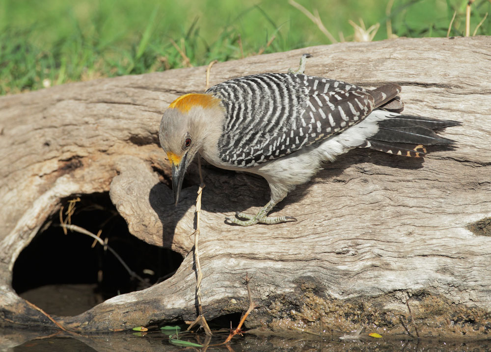 Golden-fronted Woodpecker