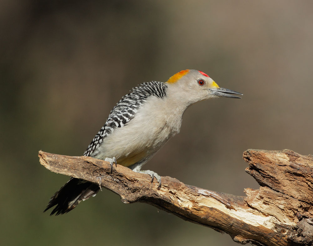Golden-fronted Woodpecker