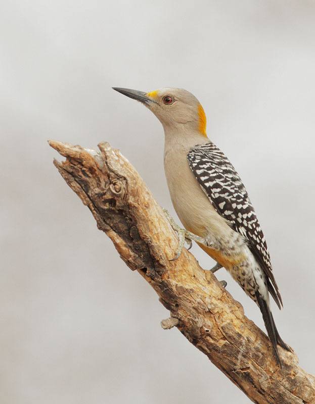 Golden-fronted Woodpecker