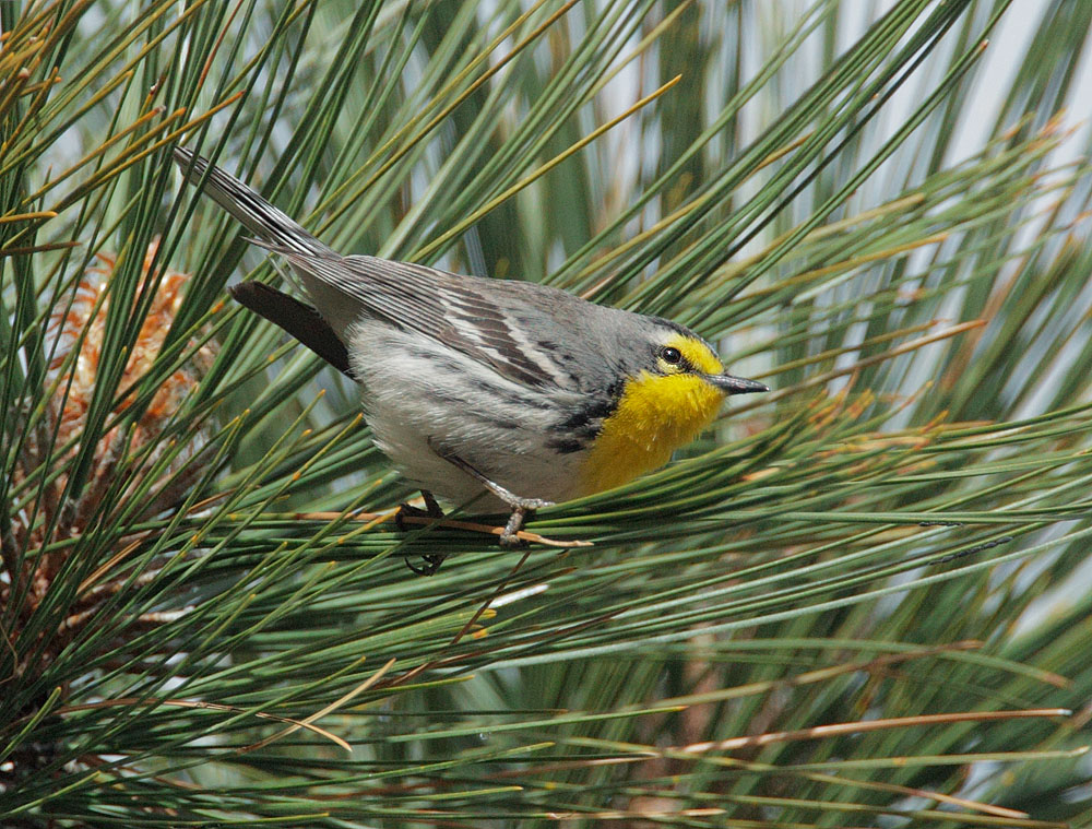 Grace's Warbler