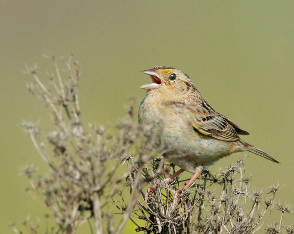 Grasshopper Sparrow