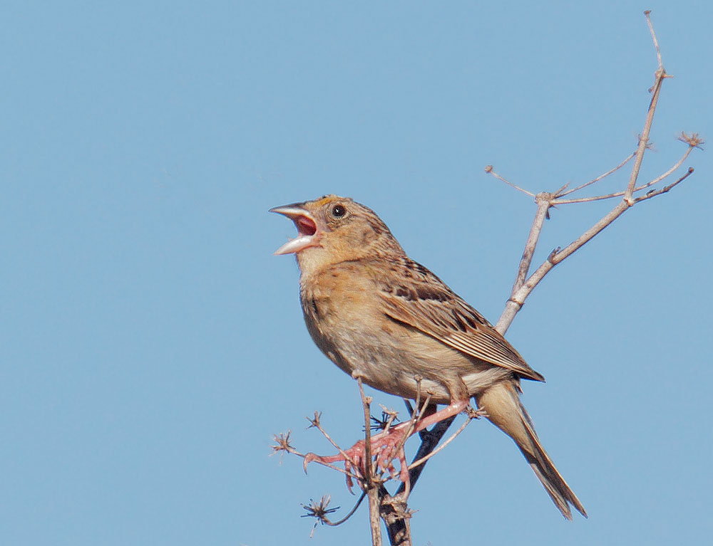 Grasshopper Sparrow