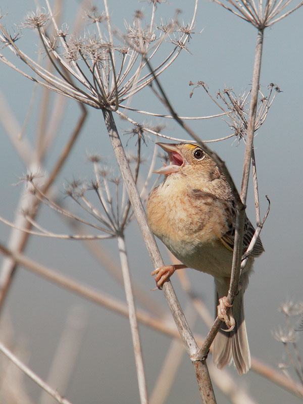 Grasshopper Sparrow