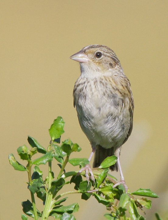 Grasshopper Sparrow