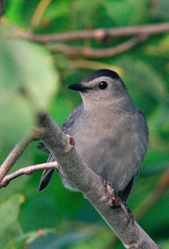 Gray Catbird