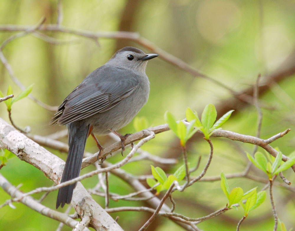 Gray Catbird